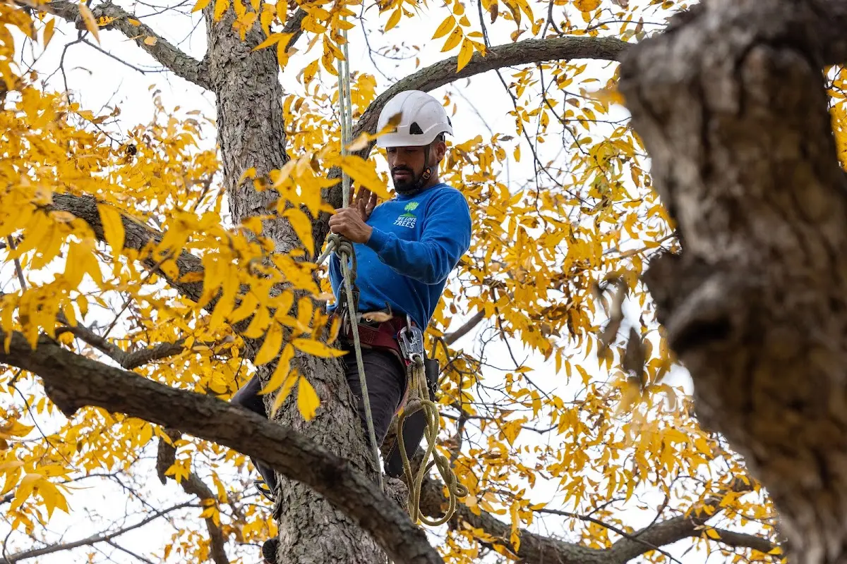 Skilled Tree Pruning crew working in Yelm